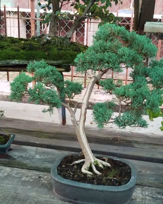 Bonsai di juniperus chinensis