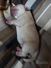 Cuccioli di Labrador Retriever biondi con Pedigree