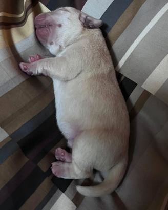 Cuccioli di Labrador Retriever biondi con Pedigree