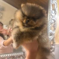 Pomerania maschio pedigree ENCI/FCI