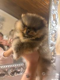 Pomerania maschio pedigree ENCI/FCI
