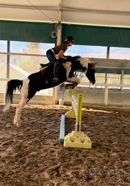 Splendido stallone american Paint horse