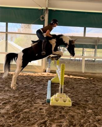 Splendido stallone american Paint horse