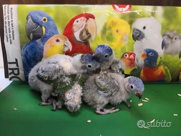 Pappagalli Lorichetto Arcobaleno DA IMBECCO