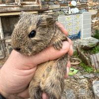 Cuccioli di Cavie peruviane