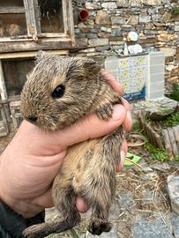 Cuccioli di Cavie peruviane