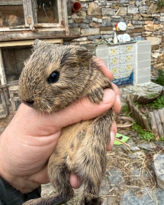 Cuccioli di Cavie peruviane