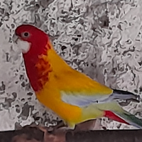 Pappagallo parrocchetto rosella