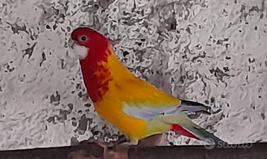 Pappagallo parrocchetto rosella