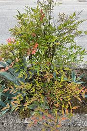 Pianta di nandina