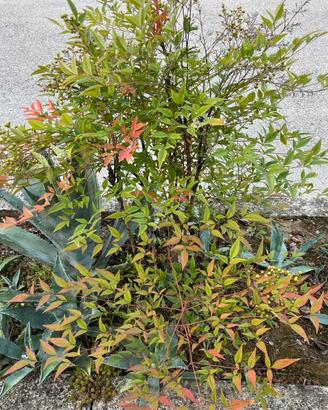 Pianta di nandina