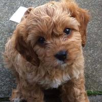 Cuccioli di maltipoo biondini