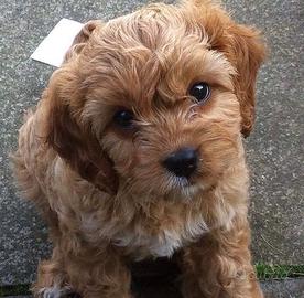 Cuccioli di maltipoo biondini