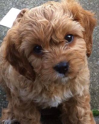 Cuccioli di maltipoo biondini