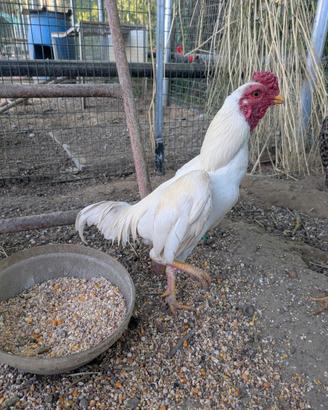 Gallo Ko-shamo