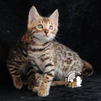 Cuccioli Bengala - Il Fascino della Natura