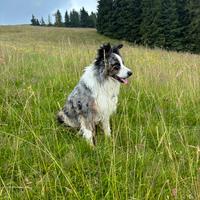 Border collie maschio