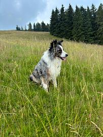 Border collie maschio