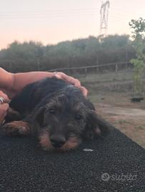 Cucciole 3 mesi bassotto nano