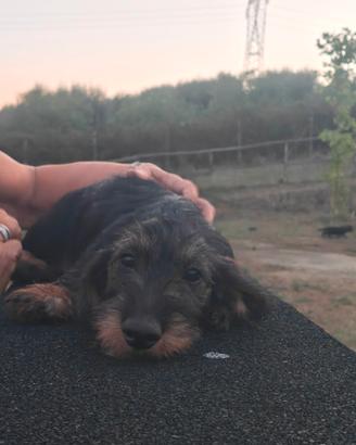 Cucciole 3 mesi bassotto nano