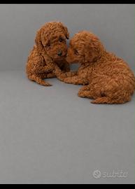 Barboncino Toy red