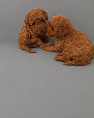 Barboncino Toy red