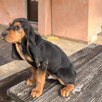 Cuccioli segugio svizzero del giura