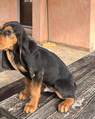 Cuccioli segugio svizzero del giura