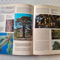 Regno Verde – Enciclopedia illustrata