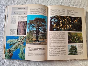 Regno Verde – Enciclopedia illustrata