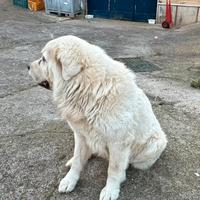 Cane maremmano per accoppiamento- monta