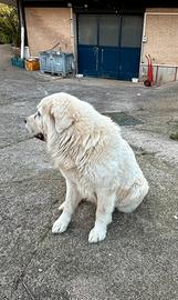 Cane maremmano per accoppiamento- monta