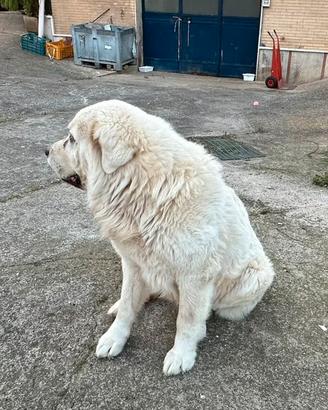 Cane maremmano per accoppiamento- monta