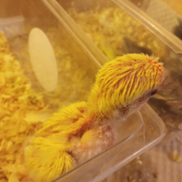 Inseparabili allevati a mano