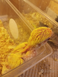 Inseparabili allevati a mano