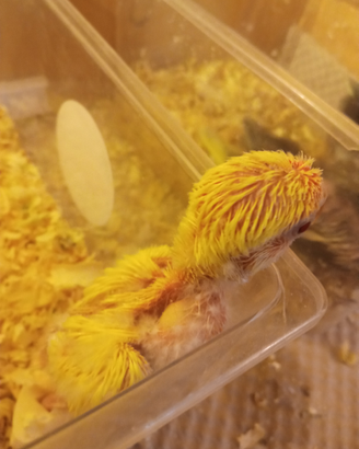 Inseparabili allevati a mano