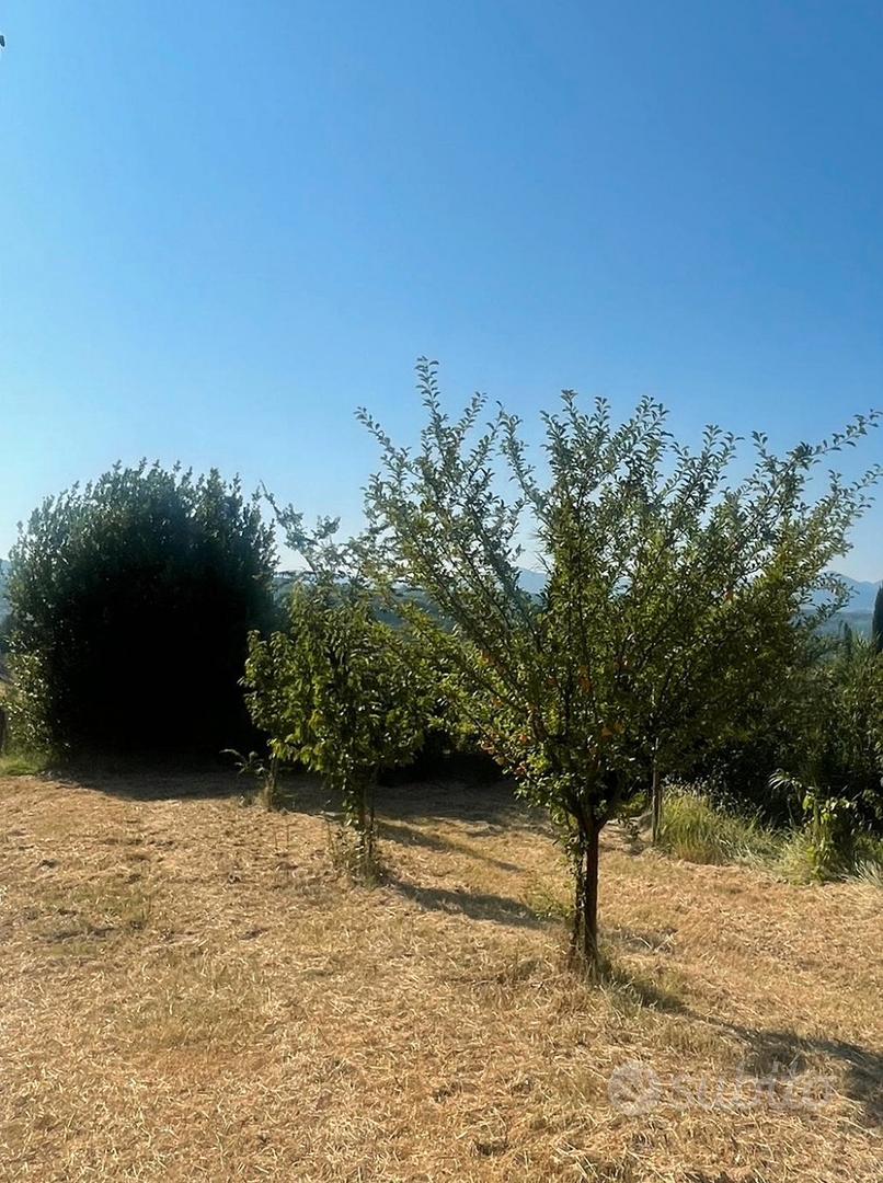 Terreno con oliveto e frutteto - Vista 5