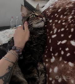 Maine Coon per monta