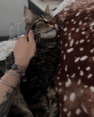 Maine Coon per monta