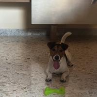 Jack Russell disponibile per monta