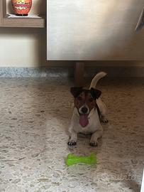 Jack Russell disponibile per monta