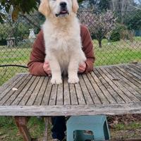 Cucciolo golden retriever