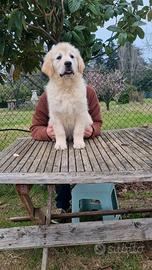 Cucciolo golden retriever