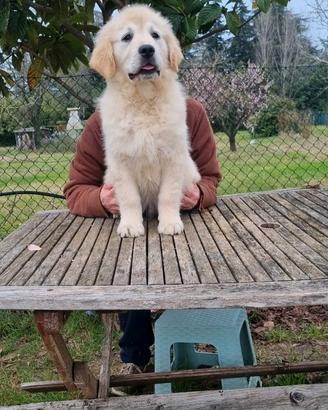 Cucciolo golden retriever