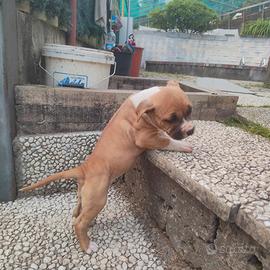 Cucciola di amstaff