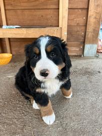 Disponibili cuccioli di bovaro del bernese