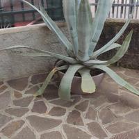Agave