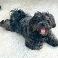 Maltipoo nero e marroncino e bianco