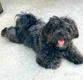 Maltipoo nero e marroncino e bianco
