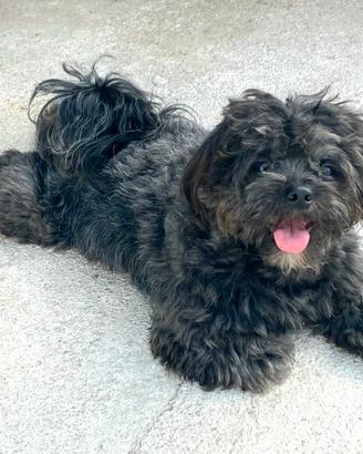 Maltipoo nero e marroncino e bianco